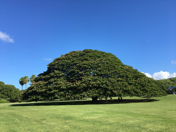 モアナルアガーデンズ | 日立CM”この木なんの木”があるハワイのパワースポット