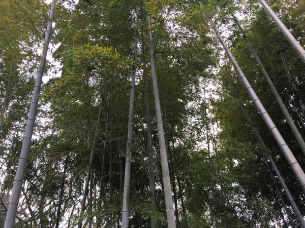 等々力渓谷公園 日本庭園の竹林