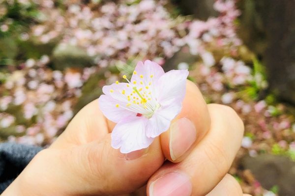 等々力渓谷公園 日本庭園の桜